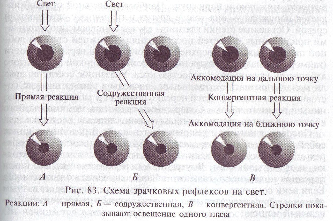 Реакция зрачков на свет. Реакция зрачков на конвергенцию и аккомодацию. Методика исследования зрачков и зрачкового рефлекса. Исследование реакции зрачков на свет и конвергенцию. Исследование реакции зрачка на конвергенцию и аккомодацию.