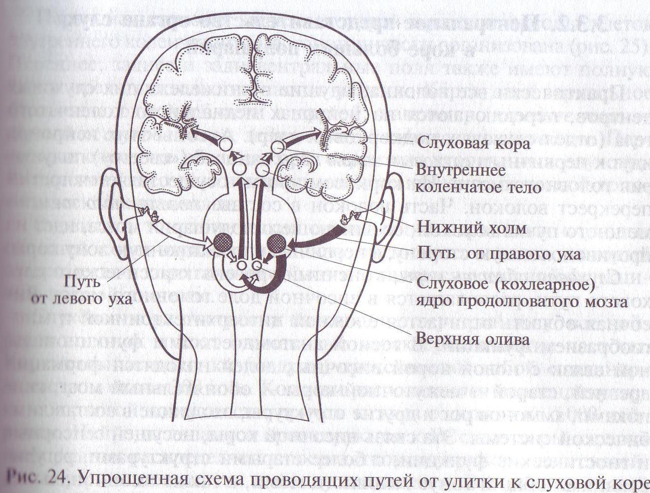 Слуховой нерв в мозге. Слуховой нерв Перекрест нервов. Слуховые ядра продолговатого мозга. Слуховой путь. Проводящих путей слуховой системы.