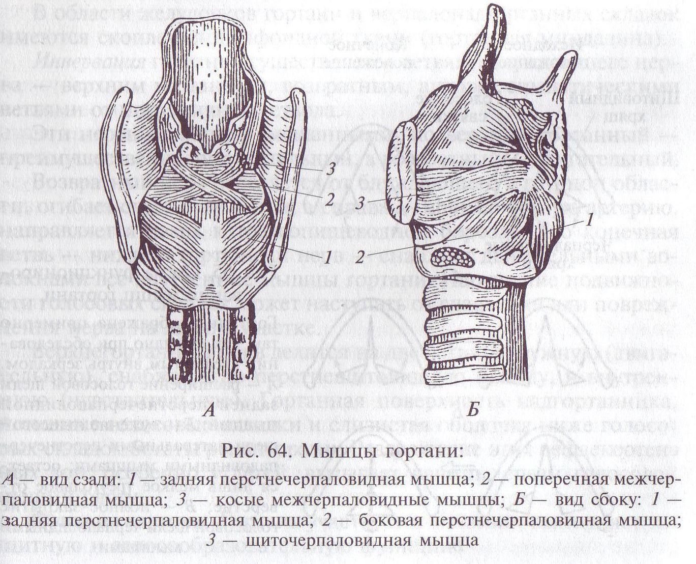 Мышцы гортани