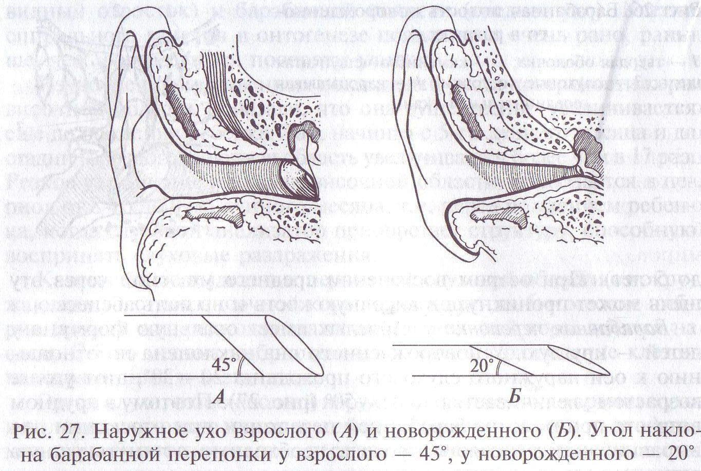 Развитие наружного уха. Строение уха у грудничка.