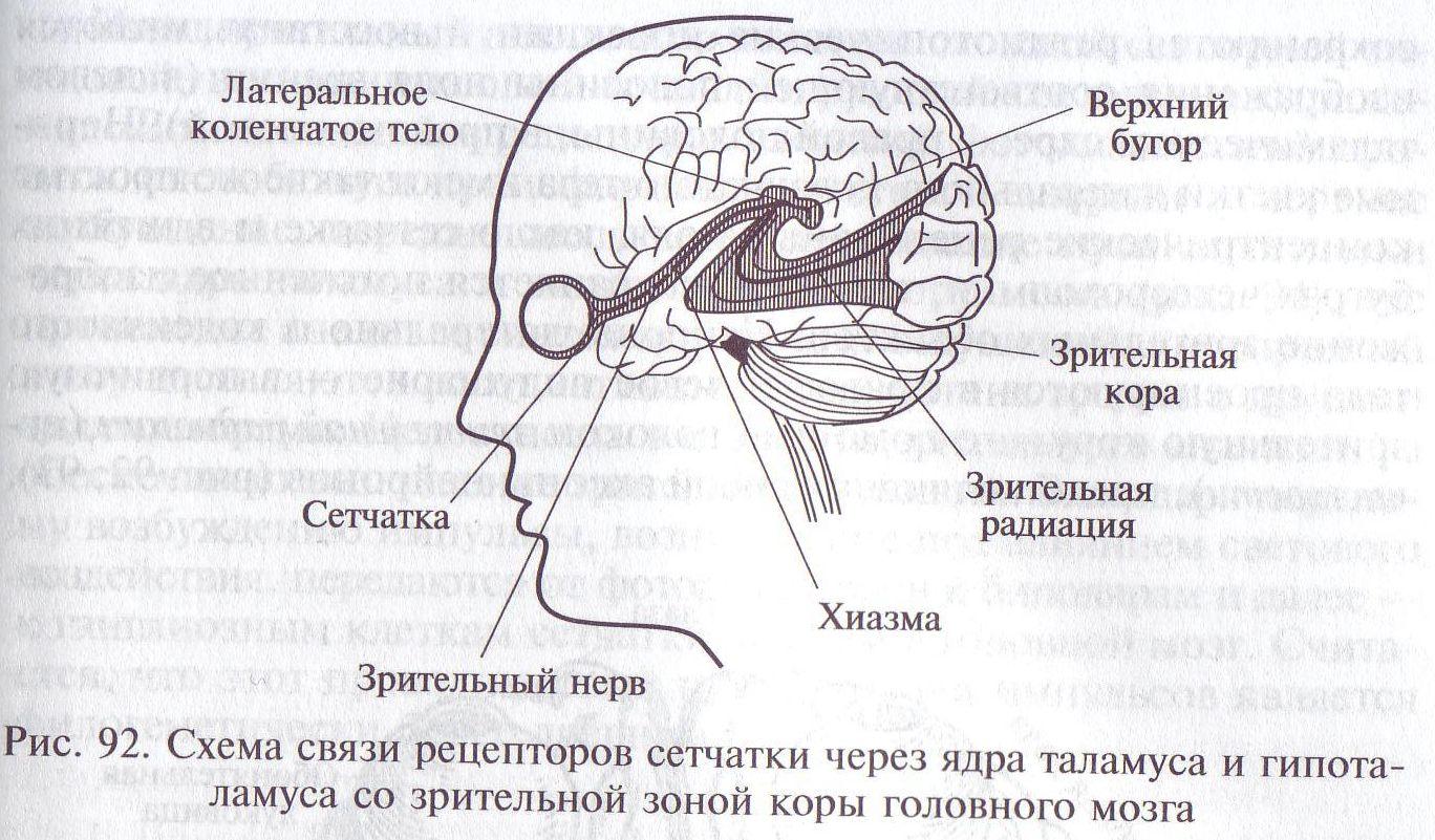 Подкорковые центры зрительного анализатора