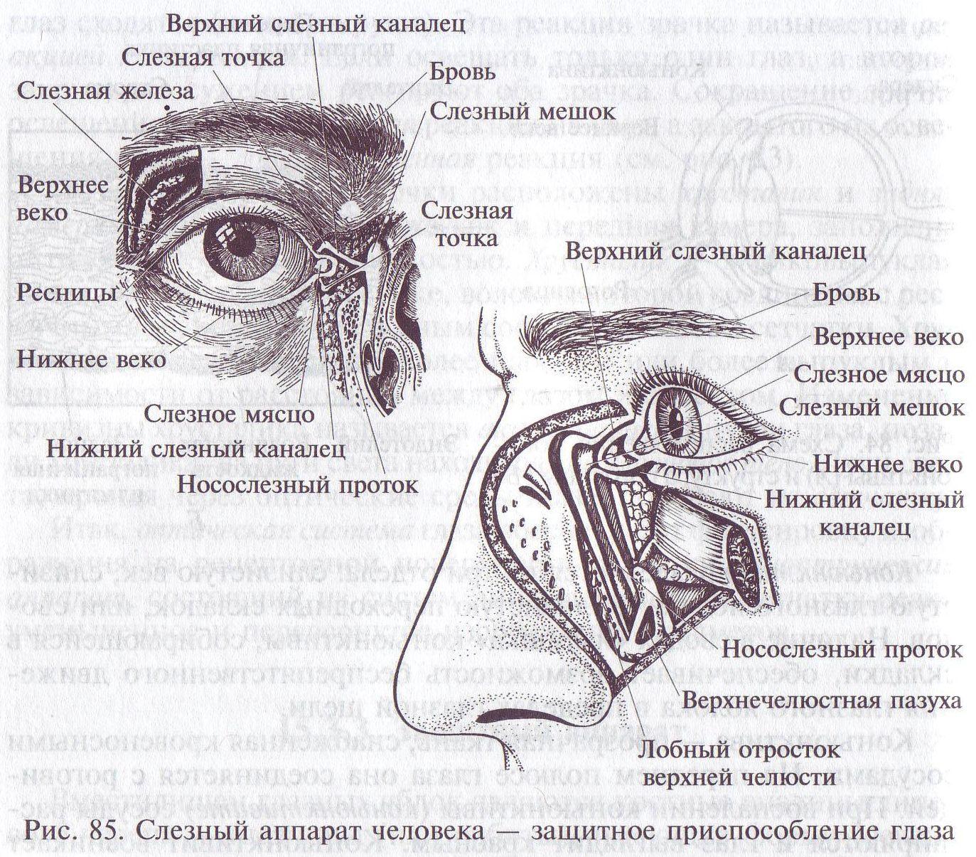 Слезная железа у млекопитающих. Строение глаза слезный мешок , железа. Слезный аппарат строение анатомия. Слезный аппарат глаза анатомия. Слёзная железа анатомия.