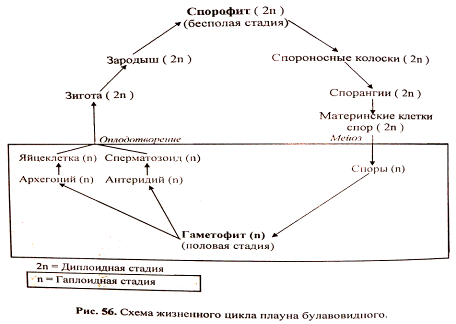 Жизненный цикл плауна булавовидного схема. Жизненный цикл плаунов схема. Жизненный цикл плауна схема. Жизненный цикл плауна с хромосомным набором.
