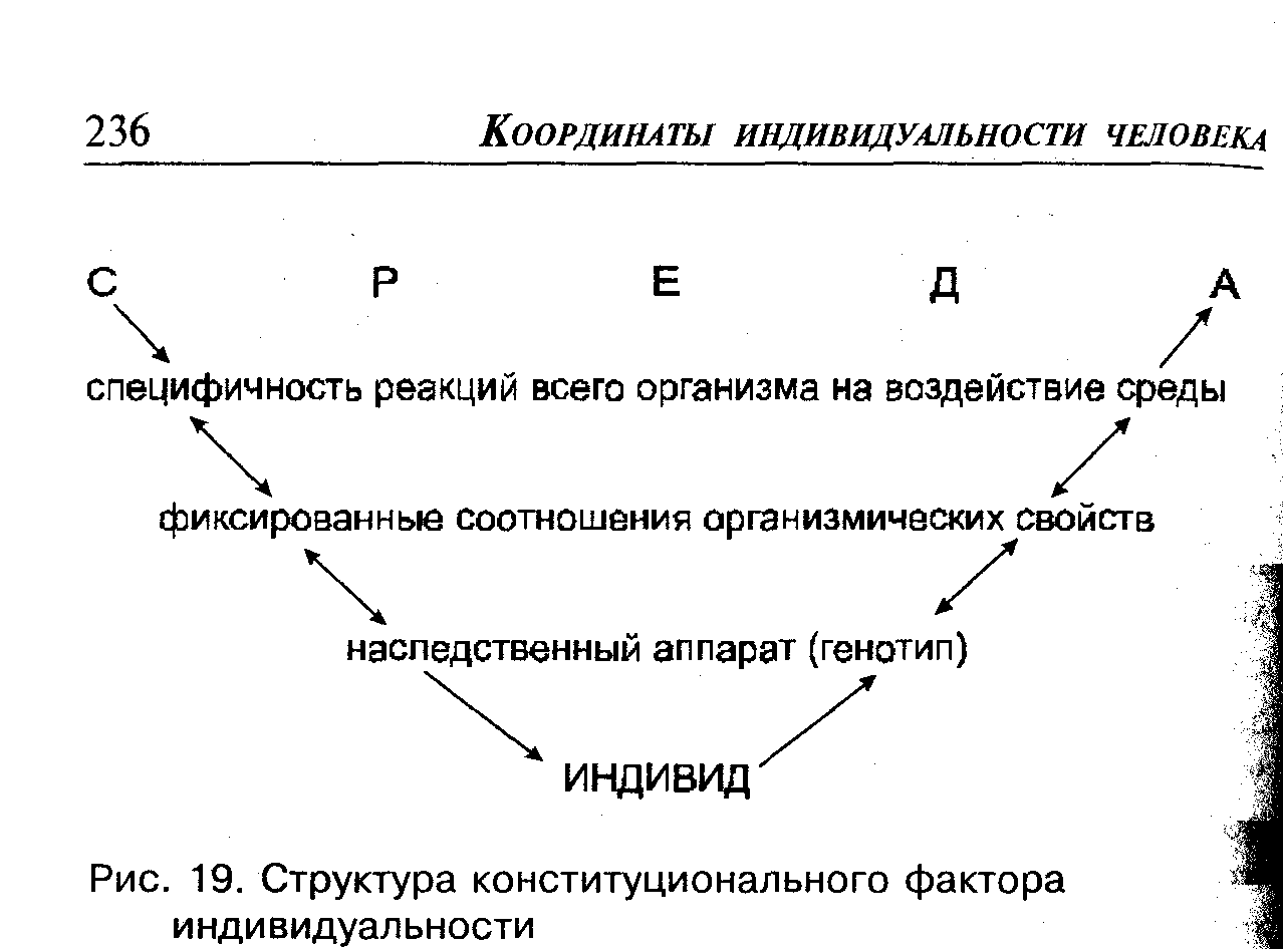 Телесные факторы. Конституциональные факторы. Нейродинамический компонент. Нейродинамическая Конституция.