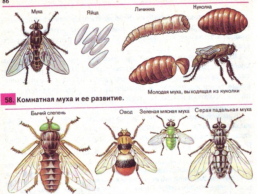 Домашняя муха развитие. Цикл развития комнатной мухи. Мясные Падальные мухи цикл развития. Этапы развития мухи. Серые мясные мухи жизненный цикл.