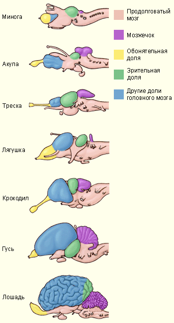 Мозг позвоночных сравнение. Этапы эволюции головного мозга позвоночных. Эволюция головного мозга позвоночных животных таблица. Головной мозг типа хордовых. Строение головного мозга хордовых.