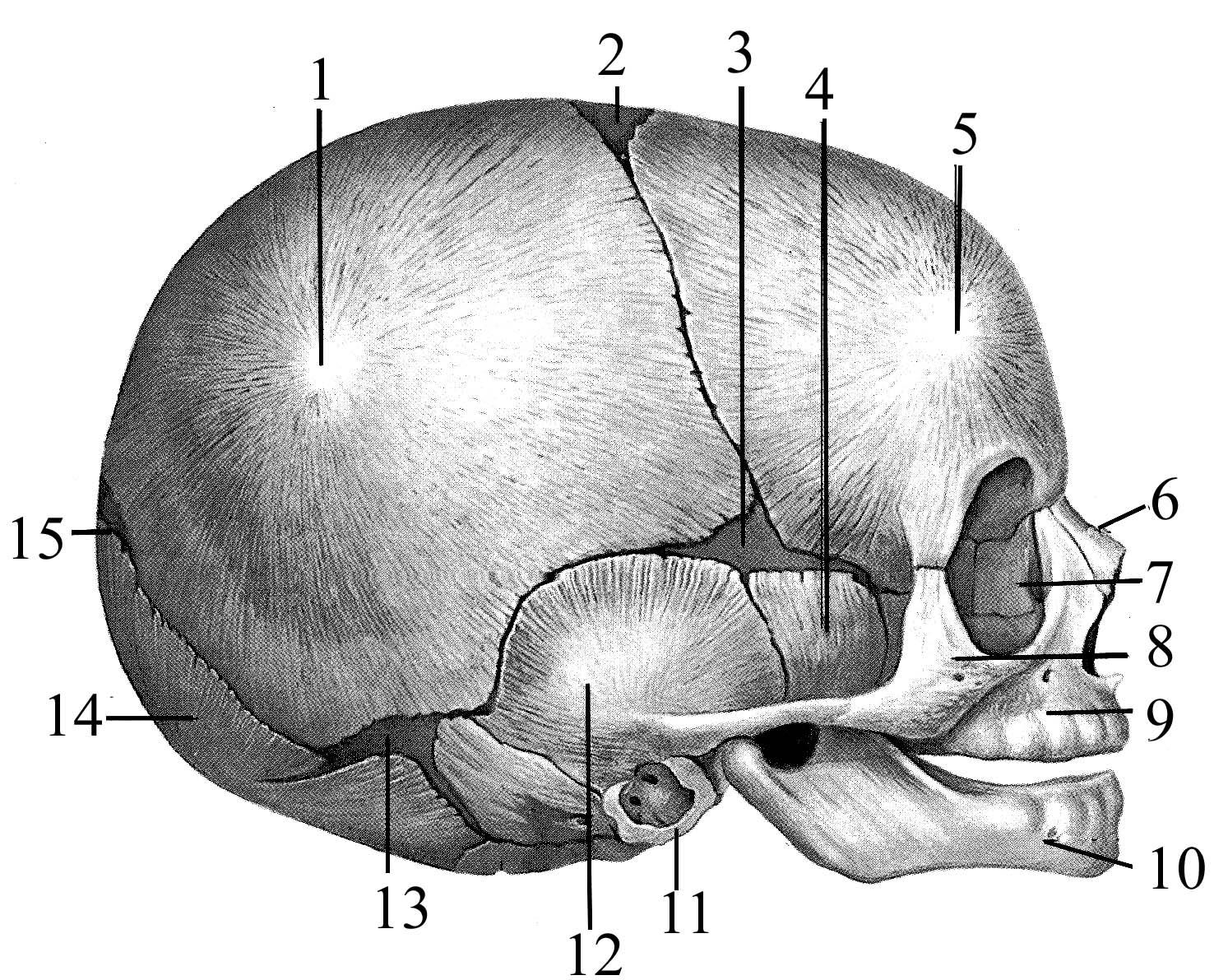 Между теменной костью и затылочной. Роднички черепа анатомия. Строение костей черепа ребенка. Кости черепа роднички. Роднички черепа новорожденного.