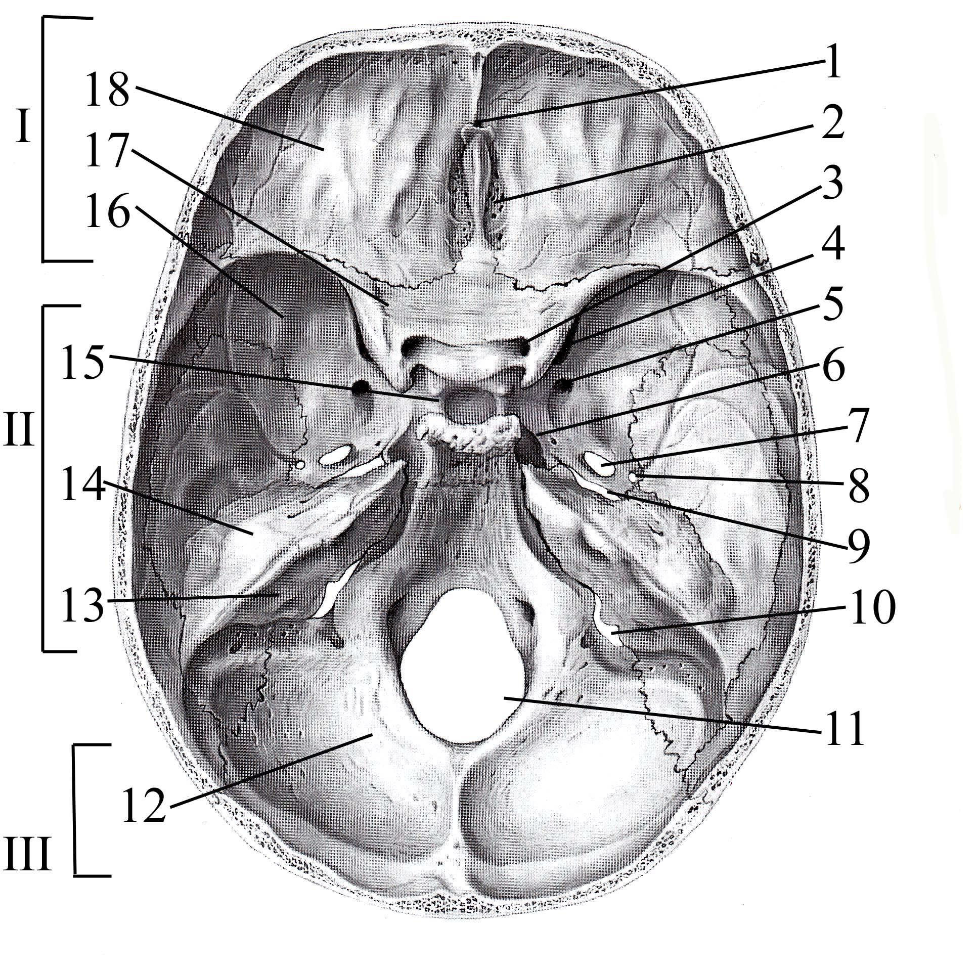 Мозговое основание черепа. Основание черепа Черепные ямки. Внутреннее основание черепа анатомия. Внутреннее основание черепа Синельников. Черепные ямки внутреннего основания черепа.