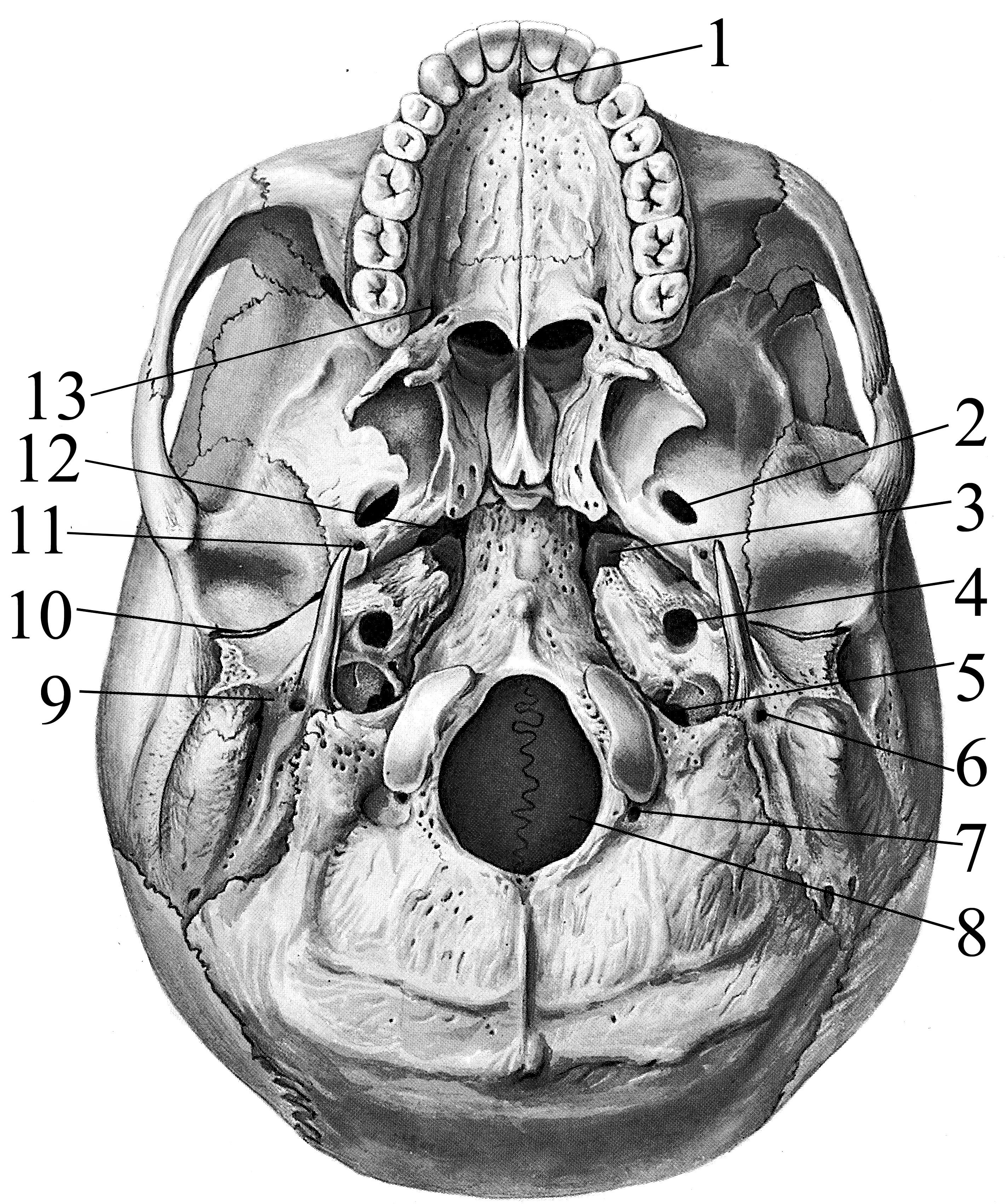 Мозговое основание черепа. Наружная основание черепа анатомия. Череп снизу наружное основание черепа. Наружнее основание черепа анатомия. Наружное основание черепа вид снизу.