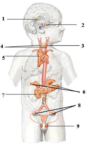 9 1 Budova I Funkciyi Endokrinnih Zaloz