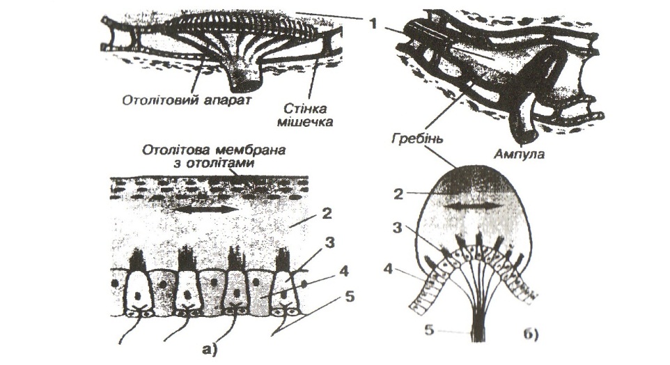 1. Вестибулярний апарат: будова, функції