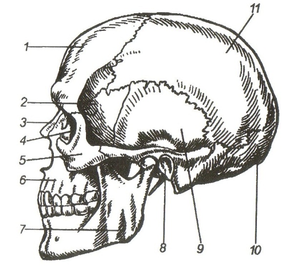 Скелет головы особенности строения. Скелет головы анатомия. Кости черепа человека рис 19. Скелет головы череп анатомия. Скелет черепа человека с названием костей.