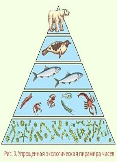 Тюлень консумент какого порядка. Перевернутая экологическая пирамида. Упрощённая экологическая пирамида. Упрощенная экологическая пирамида чисел. Пирамида численности.