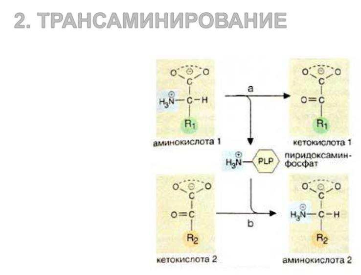 Кетокислоты аминокислот. Трансаминирование аминокислот b6. Трансаминирование аминокислот кофермент витамин в6. Трансаминирование аминокислот кофермент витамин в:. Переаминирования пиридоксаля с аминокислотой..