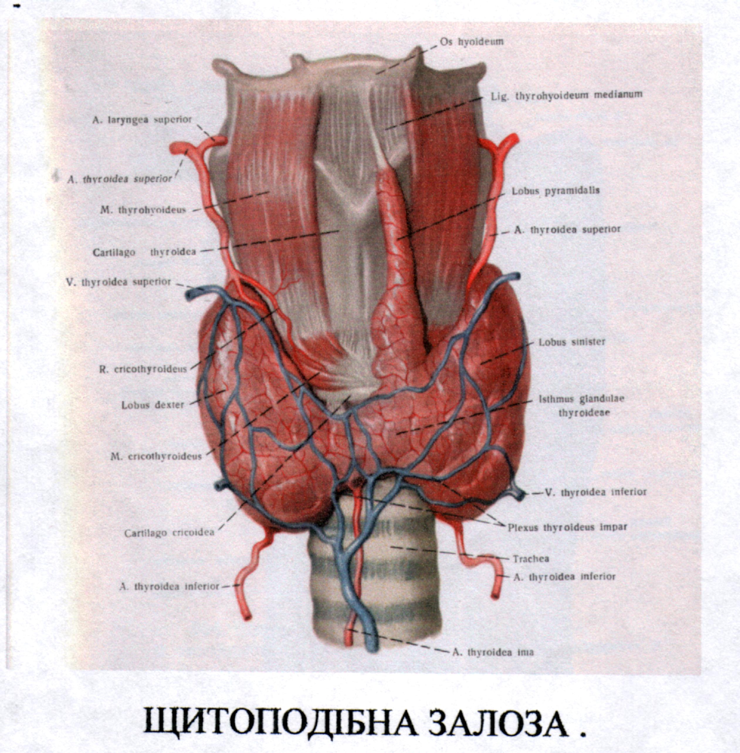 Пептиди