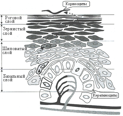 В чем особенность строения эпидермиса и чем отличаются друг от друга его слои