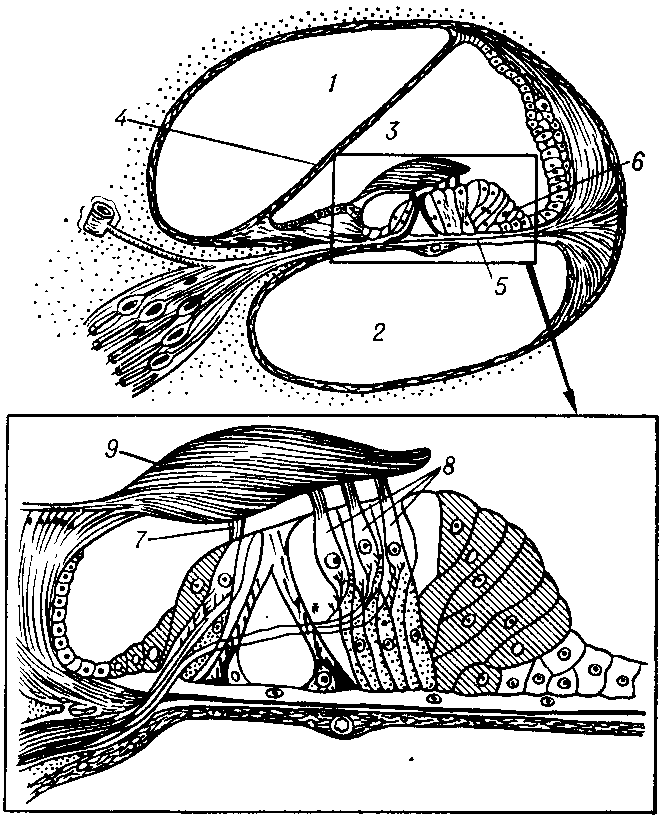 Структура улитки внутреннего уха. Строение уха Кортиев орган. Внутреннее ухо Кортиев орган. Строение улитки и Кортиева органа. Кортиев орган анатомия уха.
