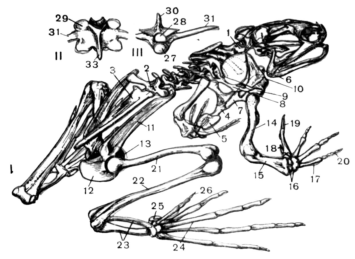 Скелет лягушки позвоночник. Скелет лягушки схема. Скелет лягушки 7 класс биология. Скелет лягушки рис 128. Анатомия лягушки скелет.
