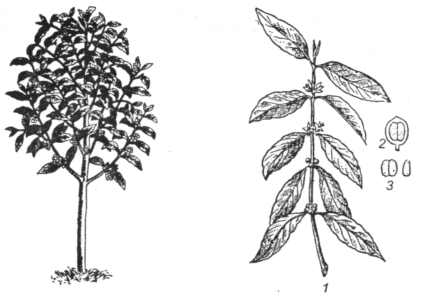 Изображения по запросу Кофейное дерево