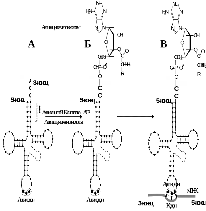 Соединение трнк с аминокислотой