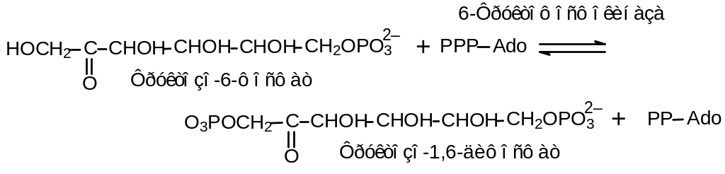1.2.2.Гликолиз