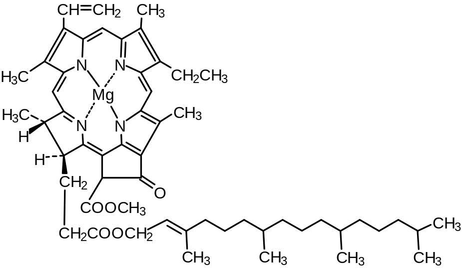 Окисление хлорофилла. Формула строения хлорофилла. Строение молекулы хлорофилла. Структура молекулы хлорофилла. Строение гемоглобина и хлорофилла.