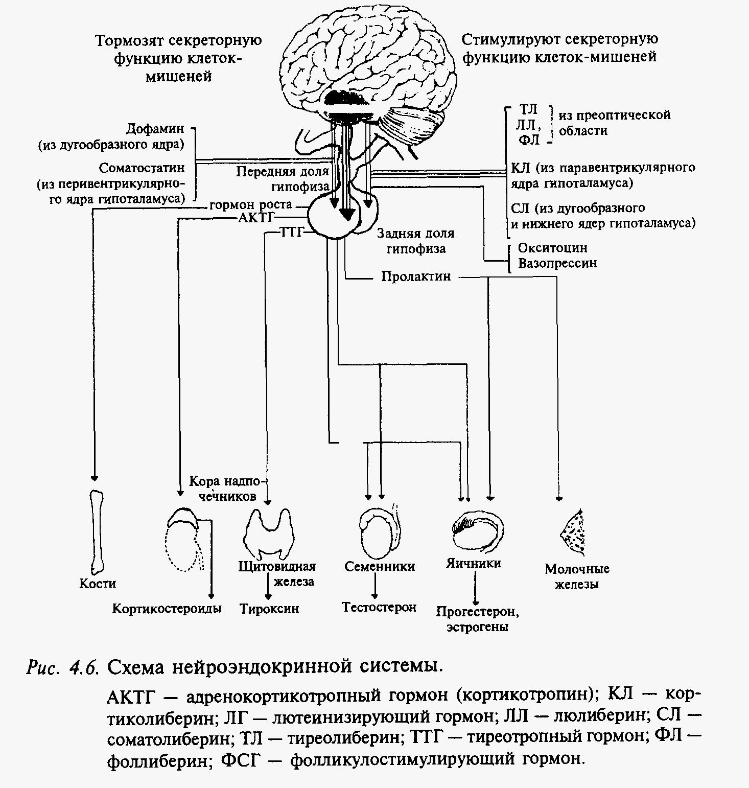 Орган мишень щитовидной железы. Схема действия гипоталамо-гипофизарной системы гормоны. Схема нейроэндокринной регуляции функций. Схема регуляции эндокринной системы. Схема регуляции репродуктивной системы.