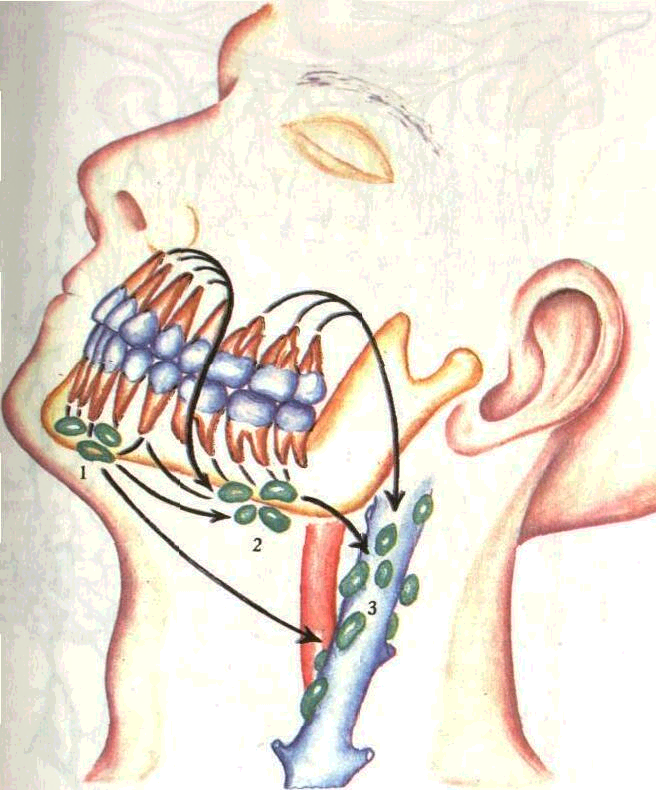 Сосуды десны. Лимфатические сосуды периодонта. Лимфатическая система нижней челюсти. Лимфоотток зубов верхней челюсти. Нижнечелюстные лимфатические узлы.