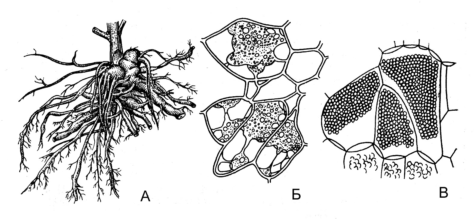 Удивлен корень. Plasmodiophora brassicae. Плазмодиофора капустная. Plasmodiophora brassicae (плазмодиофора капустная. Плазмодиофора капустная строение.