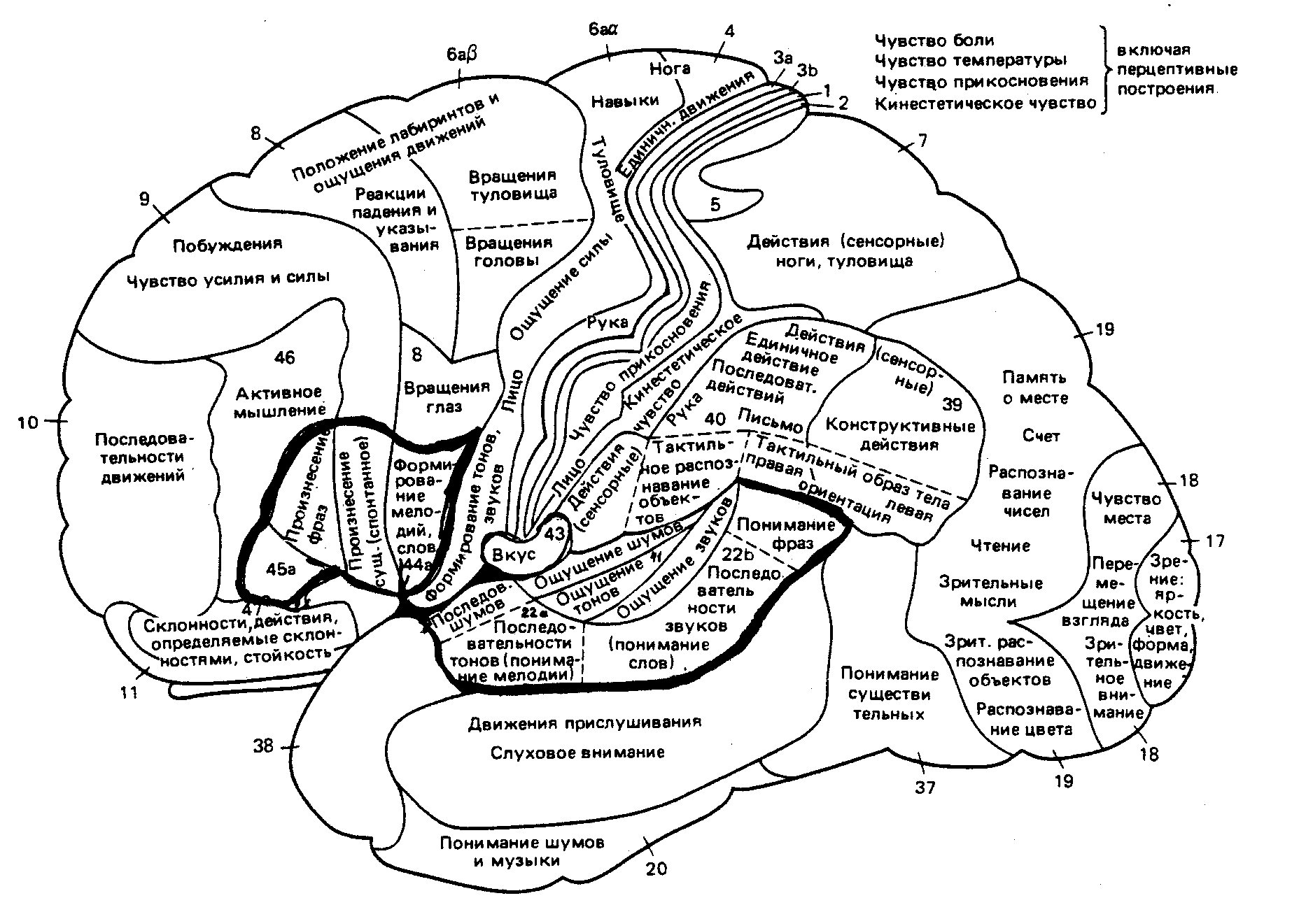 Карта полушарий мозга поля по Бродману. Карта локализации функций в коре головного мозга по Бродману. Карта полей головного мозга по Бродману. Карта цитоархитектонических полей коры головного мозга Бродмана.