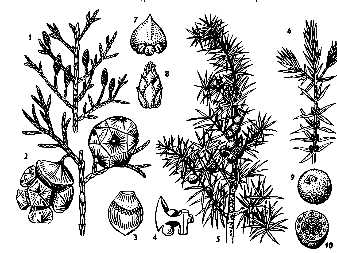 Семян хвойных рисунок