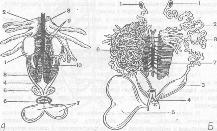 Половые клетки земноводных. Мочеполовая система самки лягушки. Половая система лягушки строение. Строение половой системы самца лягушки. Мочеполовая система самца и самки лягушки.