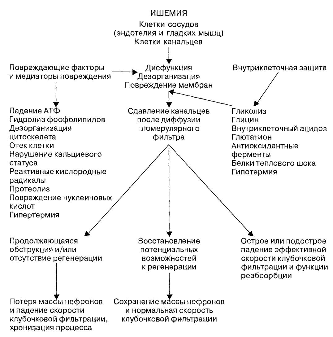 Патогенез ибс схема