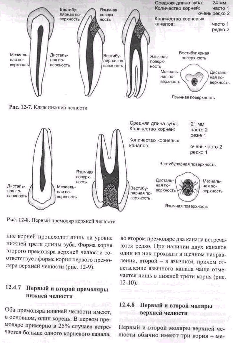 2 корня в зубе. 2 Премоляр верхней челюсти каналы. Корневые каналы зубов верхних премоляров. Корневые каналы второго премоляра верхней челюсти. Зуб 2.4 премоляр верхней челюсти.
