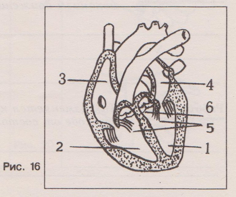 Назовите части сердца обозначенные цифрами на рисунке