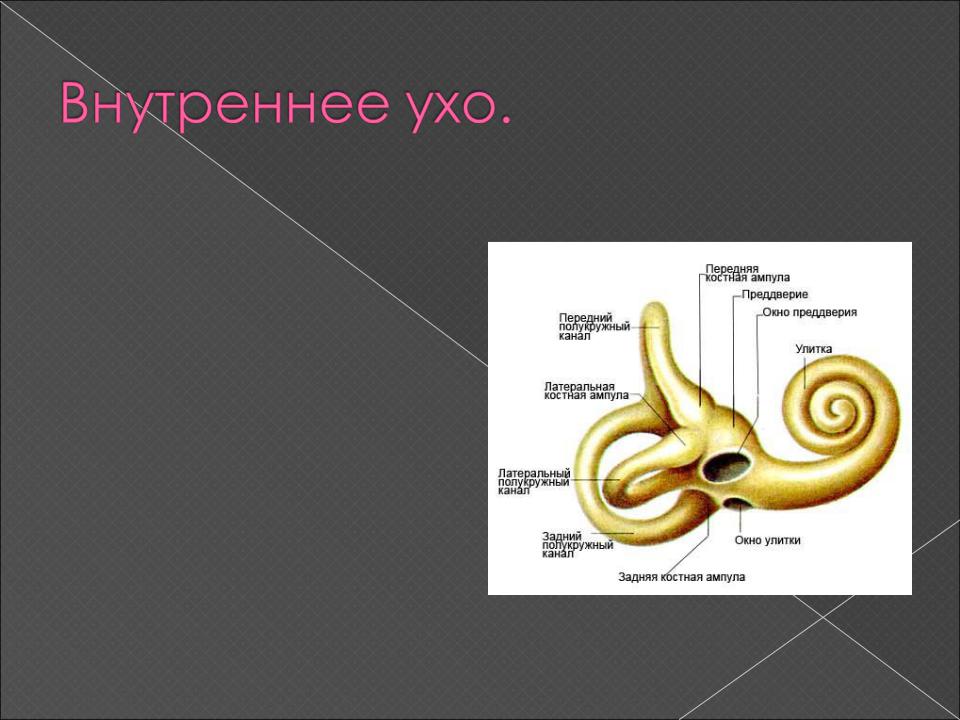 Преддверие это. Костный Лабиринт внутреннего уха латынь. Внутреннее ухо строение на латыни. Костный Лабиринт внутреннего уха состоит из. Внутреннее ухо латынь.