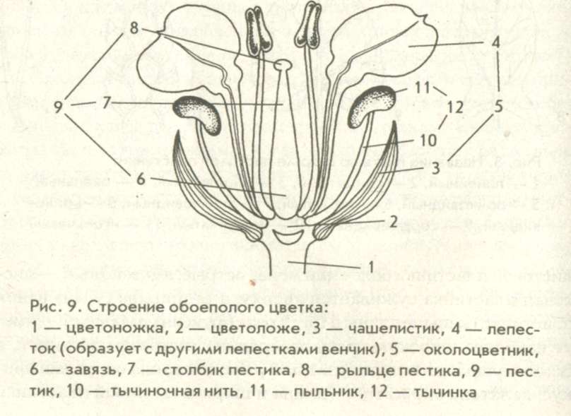Строение цветка андроцей и гинецей. Андроцей чашечка венчик. Структура гинецея цветка. Плодолистики (гинецей).