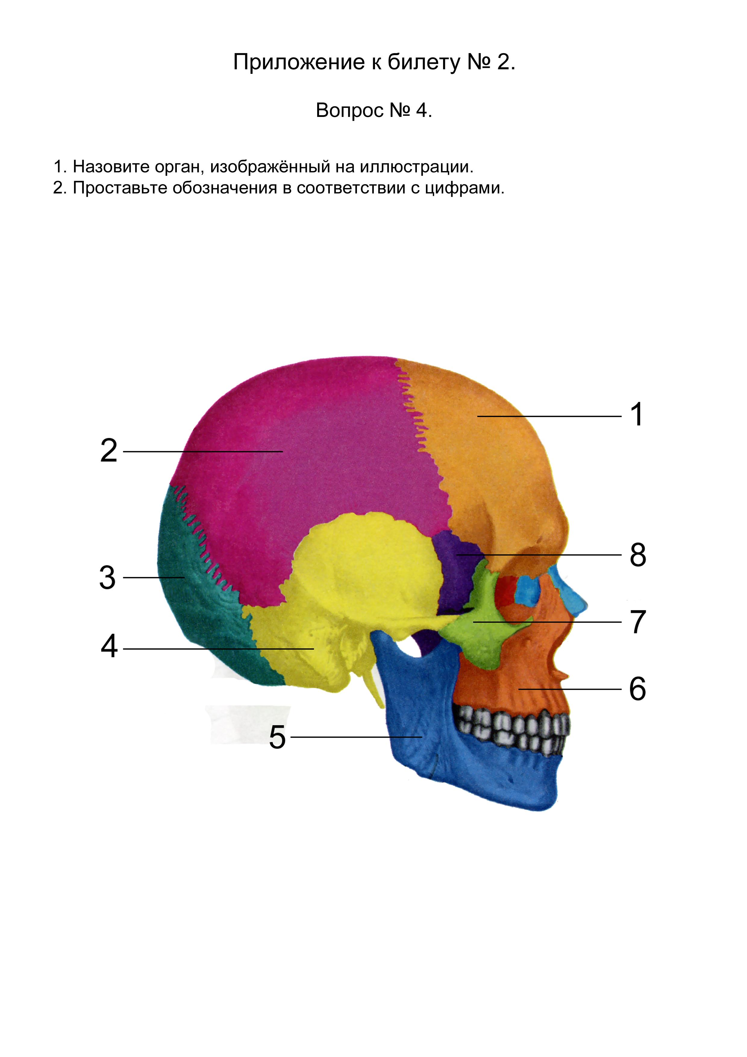 Теменная и затылочная кости тип соединения. Швы черепа сбоку. Кости черепа сбоку швы. Кости лицевого отдела черепа сбоку. Швы мозговой части черепа.