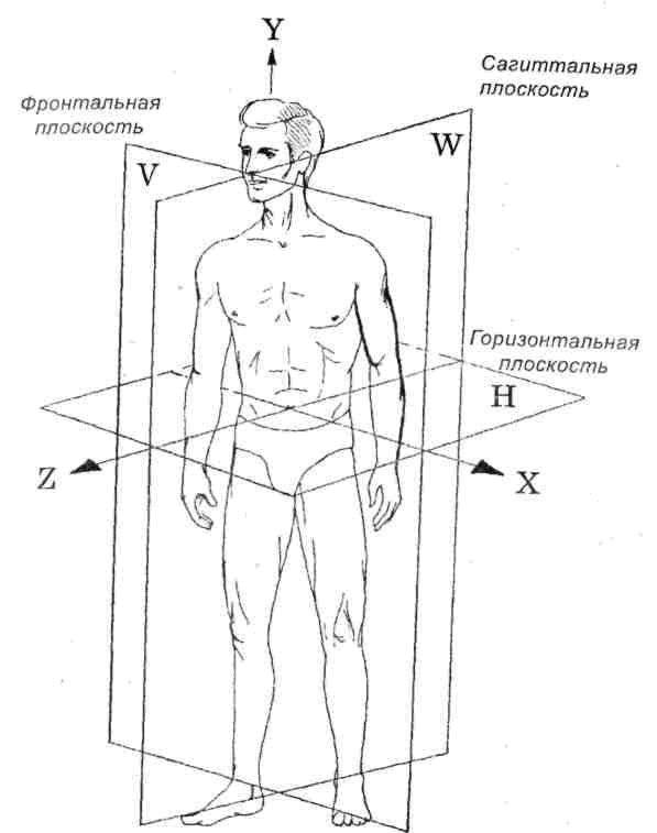 Вертикальная ось упражнения. Движение суставов вокруг сагиттальной оси. Фронтальная сагиттальная и горизонтальная плоскость тела человека. Оси вращения суставов в анатомии. Оси и плоскости в анатомии человека.