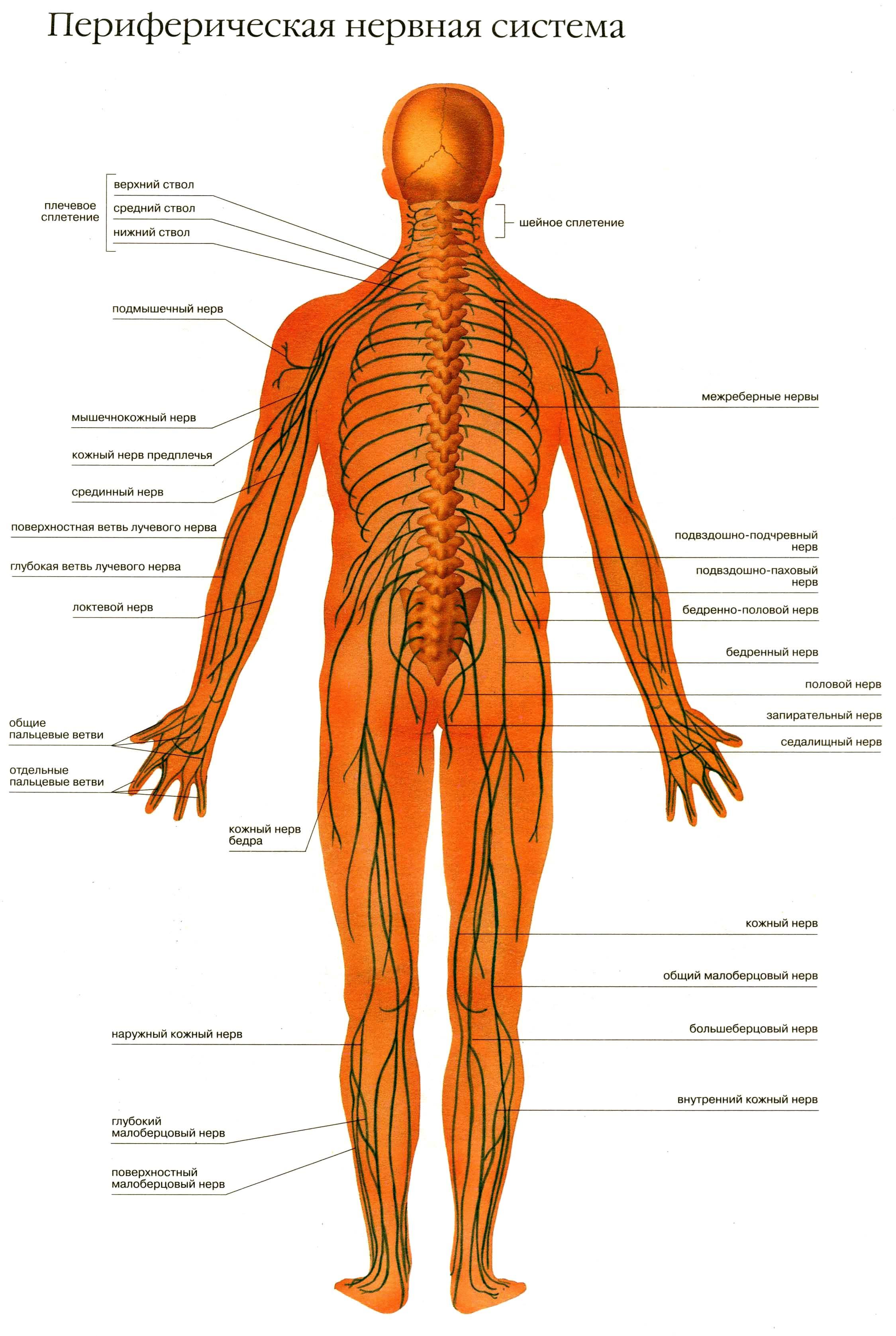 Название органа периферической нервной системы человека. Строение периферической нервная система человека анатомия. Анатомия человека нервная система ПНС. ПНС периферическая нервная система. Схема нервной системы человека Центральная и периферическая.