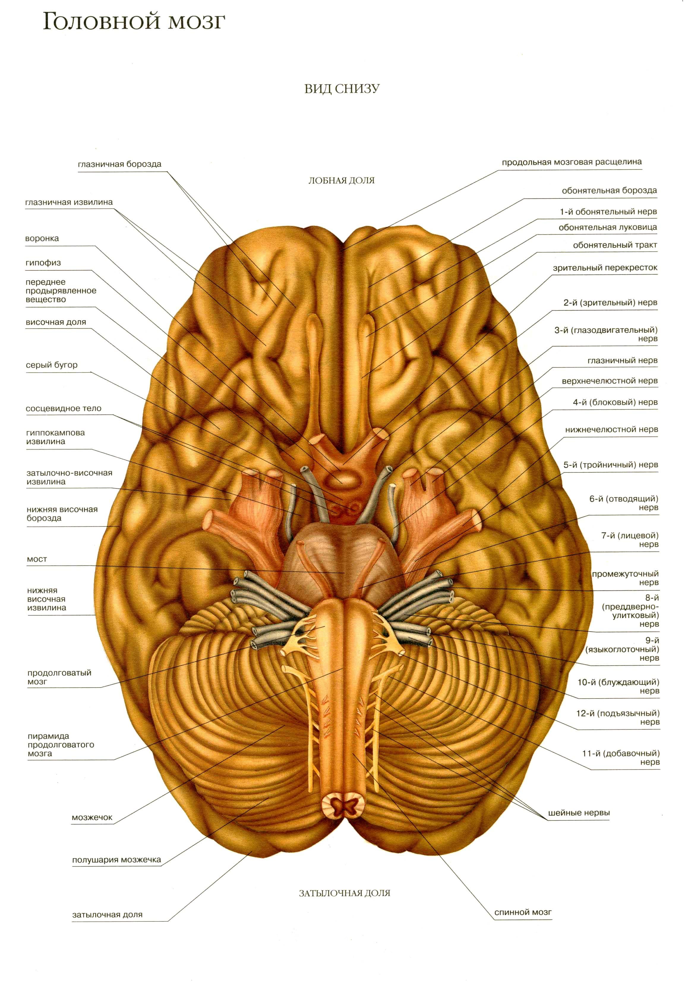 Складчатая поверхность головного мозга. Головной мозг вид снизу анатомия. Строение мозга анатомия снизу. Строение головного мозга спереди. Мозг вид снизу нервы.