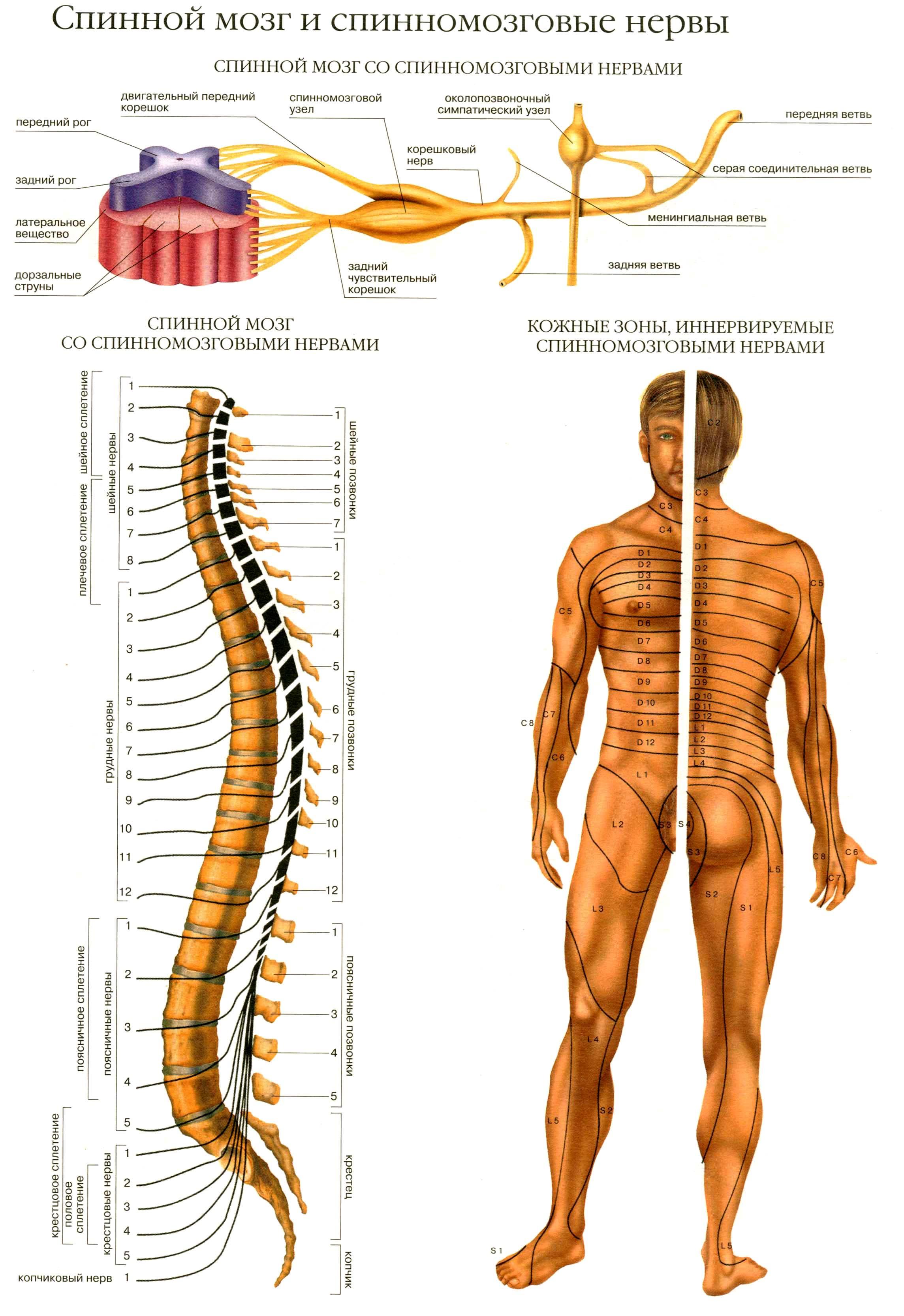 Строение спинного нерва. Строение спинного мозга спинномозговые нервы. Спинной мозг и позвоночник схема. Схема нервных Корешков спинного мозга. Строение позвоночника с нервными корешками.