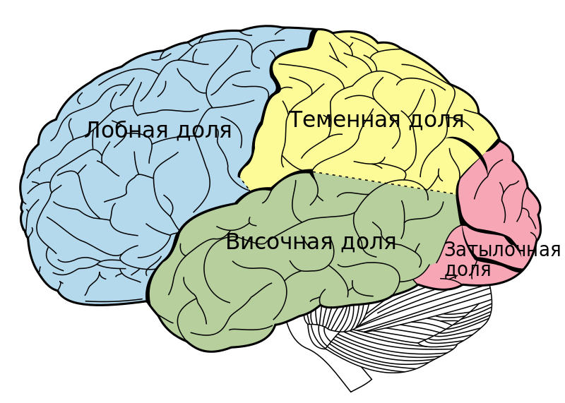 Доля коры головного мозга.