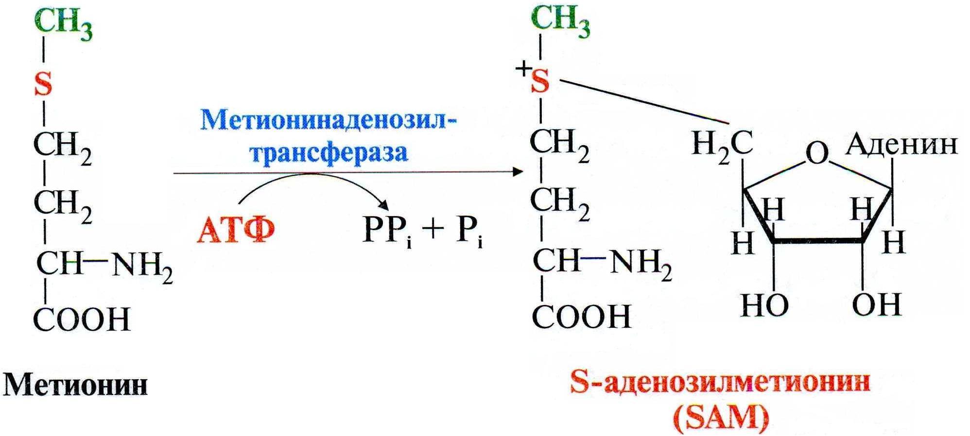 Метанин. Реакция образования активной формы метионина. Роль метионина в реакциях трансметилирования. Синтез Sam из метионина. Метионин в s-аденозилметионин.