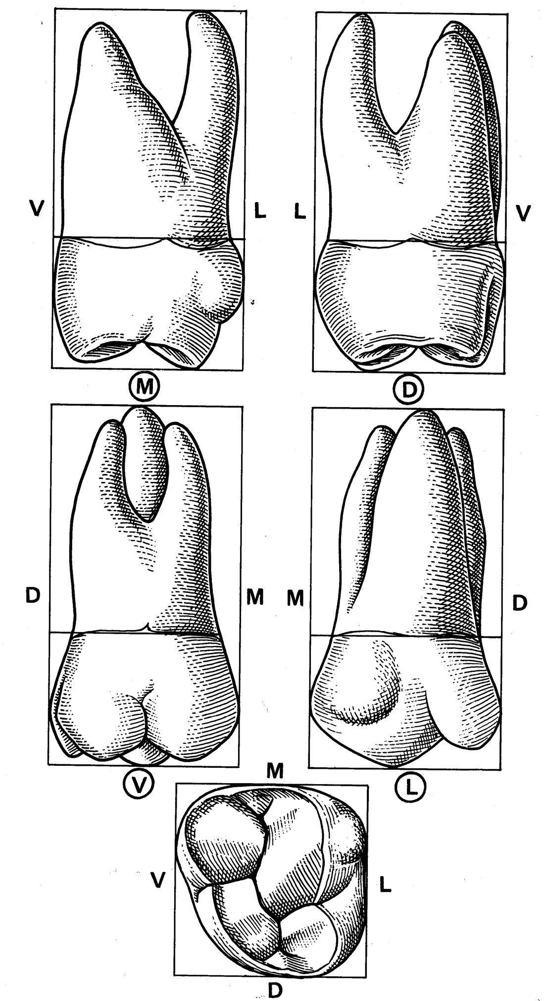 Первый верхний 2. Первый моляр верхней челюсти. Второй моляр верхней челюсти. Анатомия 1 верхнего моляра. Второй моляр верхней челюсти Бугры.