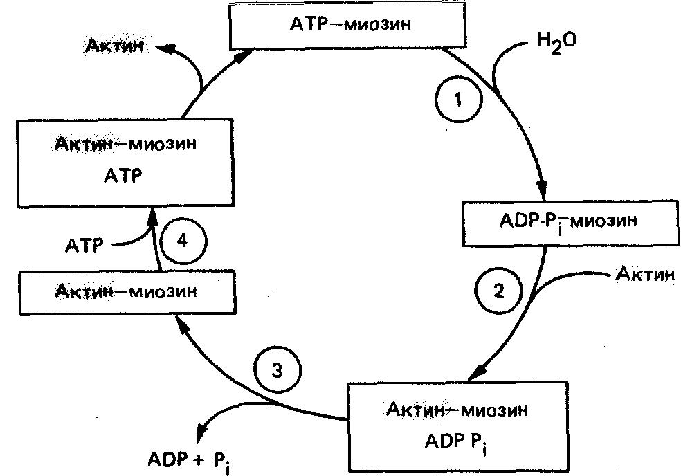 Биохимия мышечного сокращения схема