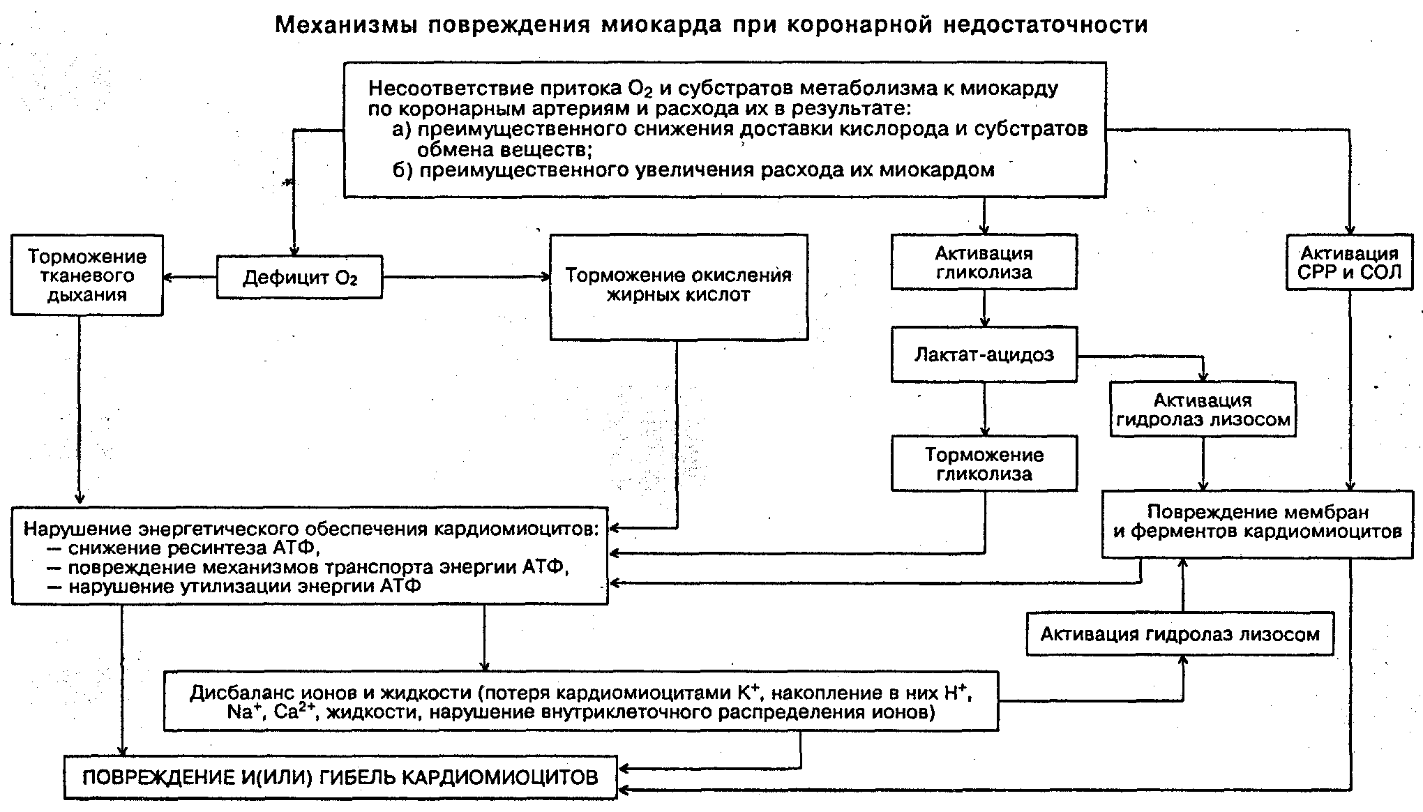 Нарушение процесса миокарда. Механизм повреждения кардиомиоцитов при инфаркте. Механизмы повреждения миокарда при коронарной недостаточности. Механизмы повреждения сердца при коронарной недостаточности. Механизмы повреждения кардиомиоцитов при ишемии.