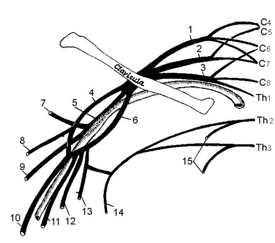 Пучки плечевого сплетения схема