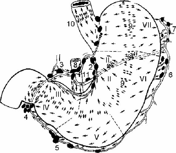 Лимфатические узлы желудка схема