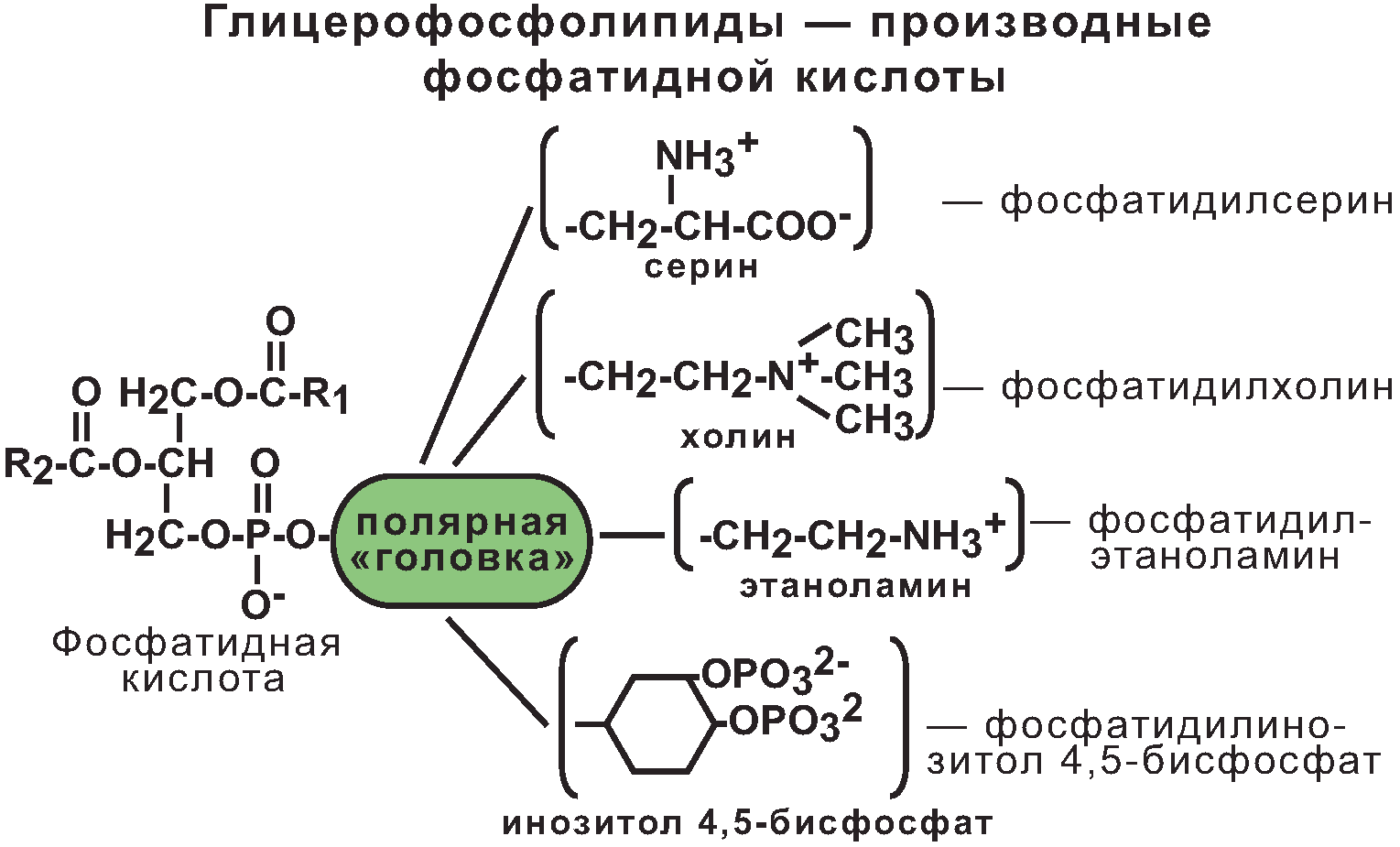 Синтез липидов мембраны. Структура фосфатидной кислоты. Фосфатидная кислота гидрофильная и гидрофобная часть. Фосфатидилсерин формула гидрофобная и гидрофильная. Холестерол гидрофобная часть и гидрофильная.